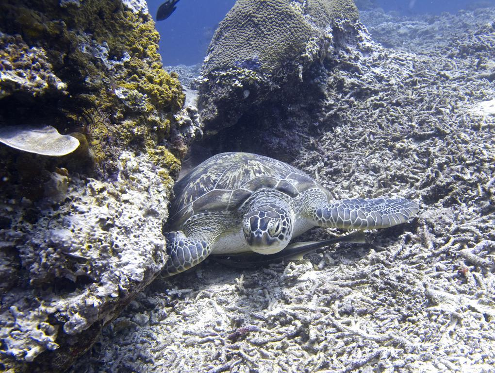 Breathe Villa Meno Gili Meno Esterno foto
